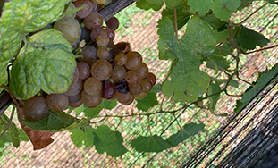 ブドウ